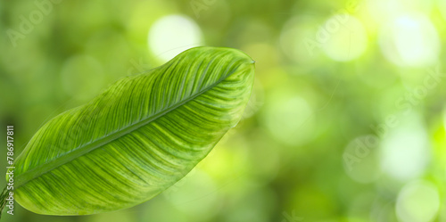 Close-up tropical fresh organic green leaf on blurred greenery season background and right copy space, nature and ecology concept, for use background, wallpaper or cover