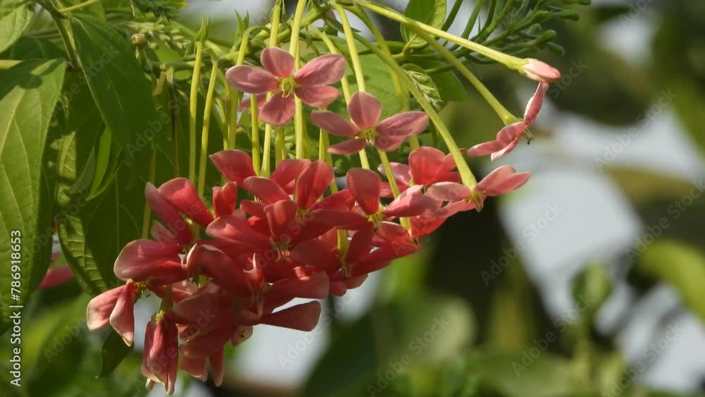 Beautiful red flowers leafs . Beautiful red flowers leafs .