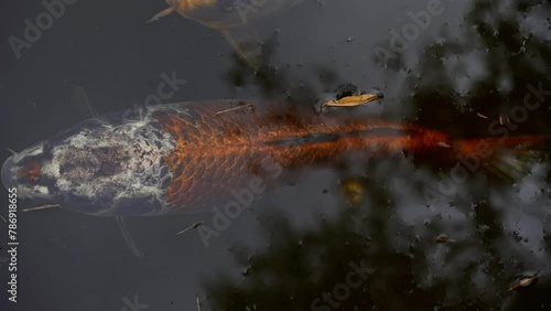 Hybrid Matsuba Koi Fish with Tree Reflection on Water Surface, Closeup photo