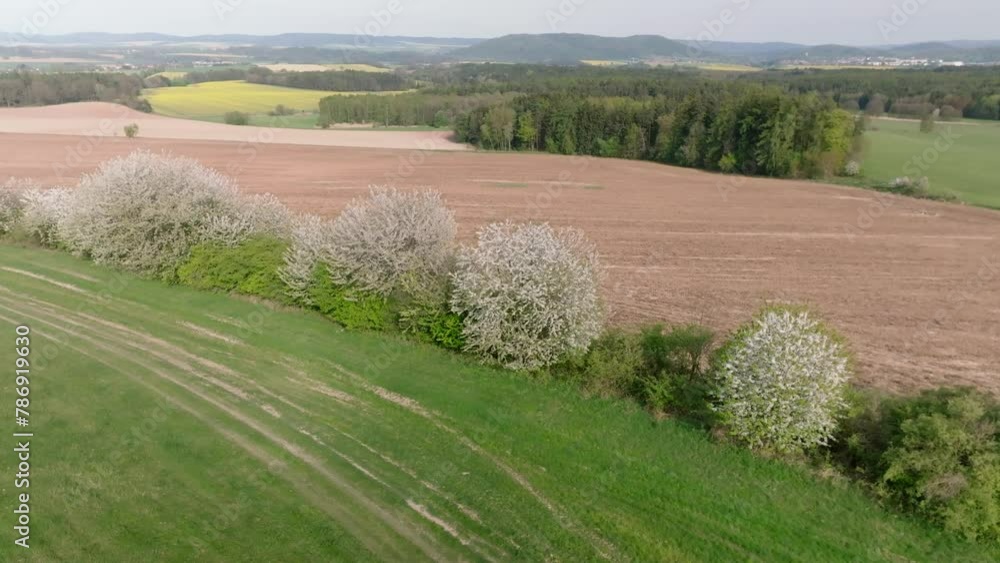 Blooming white sakura trees standing in a meadow. Aerial view of a landscape full of fields and forests. Spring in the Czech Republic is a place with rich natural scenery Blooming white sakura trees standing in a meadow. Aerial view of a landscape full of fields and forests. Spring in the Czech Republic is a place with rich natural scenery