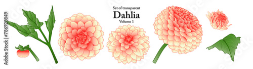 A series of isolated flower in cute hand drawn style. Dahlia in vivid colors on transparent background. Drawing of floral elements for coloring book or fragrance design. Volume 1. photo
