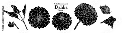 A series of isolated flower in cute hand drawn style. Silhouette Dahlia on transparent background. Drawing of floral elements for coloring book or fragrance design. Volume 1. photo