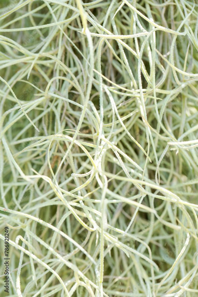 Hermit's beard tree in the garden Hermit's beard tree in the garden