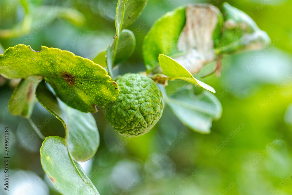 Kaffir lime fruit on the tree Kaffir lime fruit on the tree