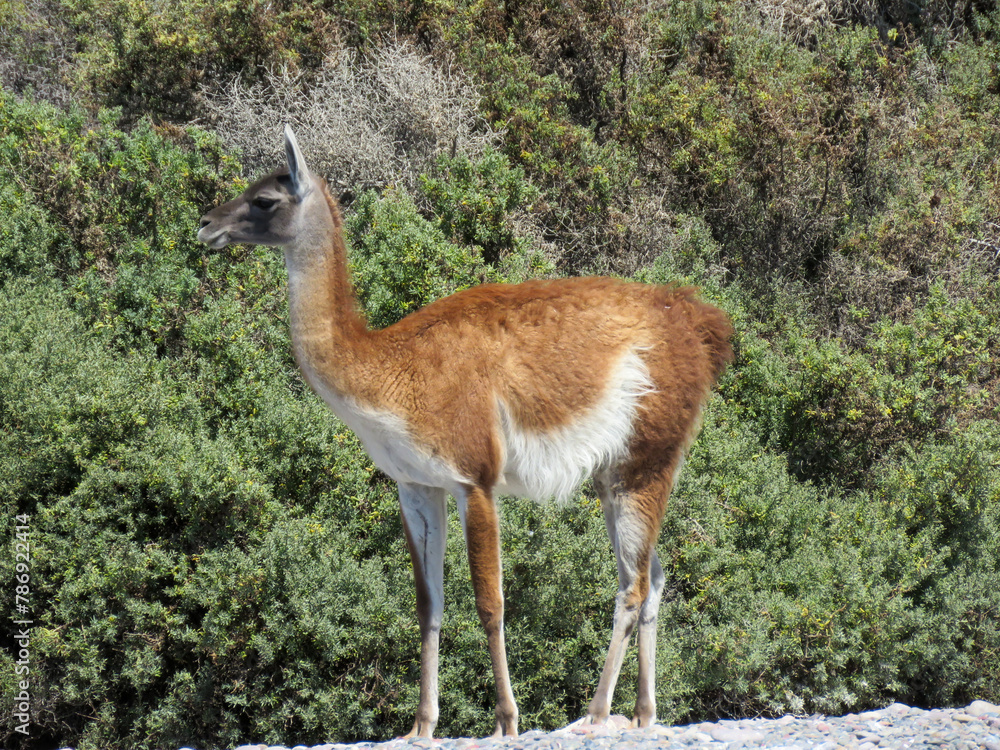 Fototapeta premium llama in the wild