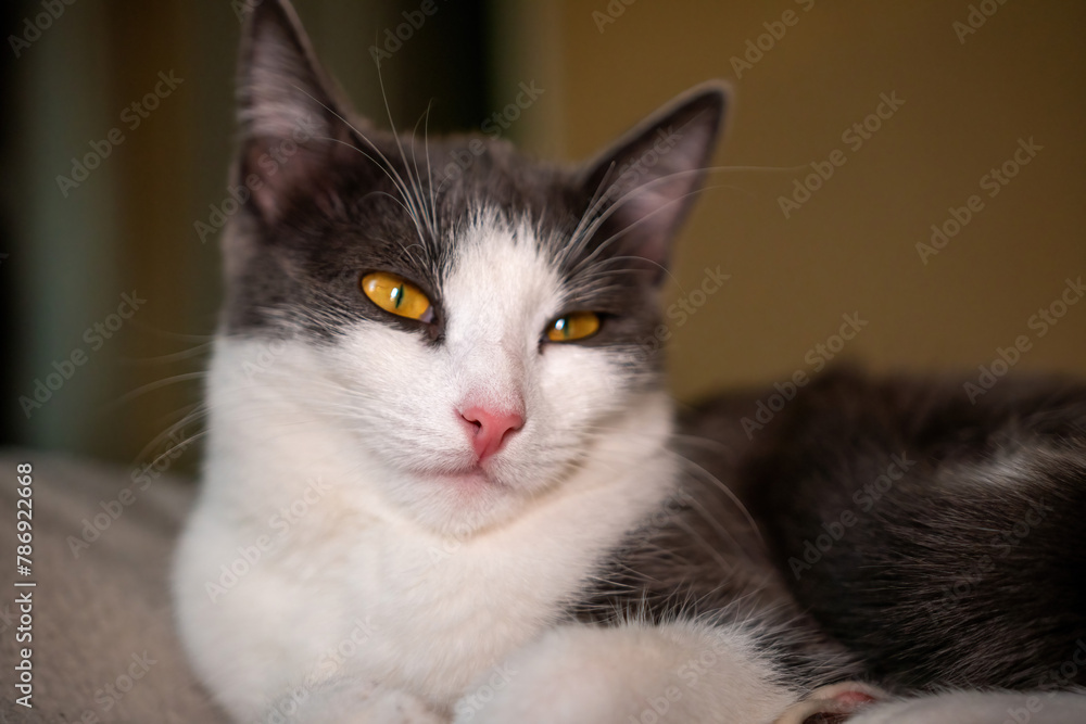 cat with a pink nose and yellow eyes is laying on a bed. The cat appears to be relaxed and comfortable