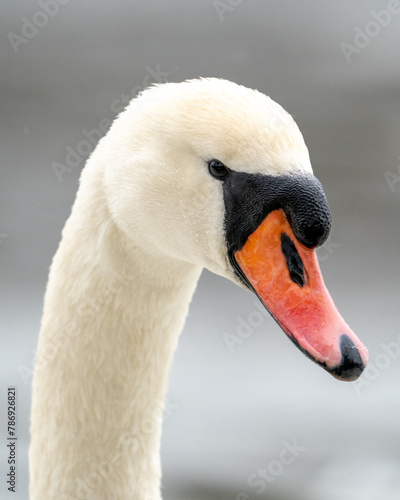 Helsinki, Finland - April 2nd 2024: Close-up of a mute swan's head and bright orange beak. 
