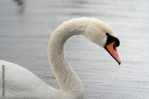 Helsinki, Finland - April 2nd 2024: Mute Swan swimming in a pond, drinking fresh water, drops of water felling from the beak.