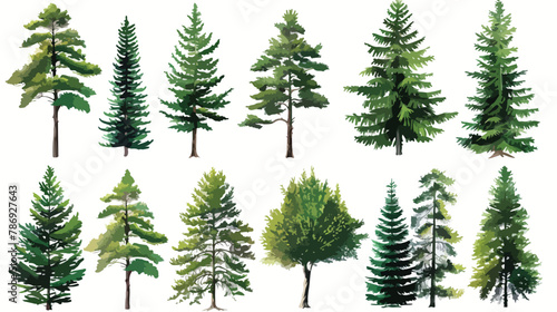 Coniferous vector tree collection  Set of various tr photo