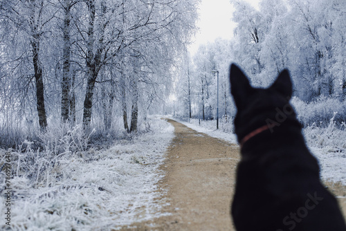 Dog looking at the walk way in a idillic winter day in Lapland.jpg photo