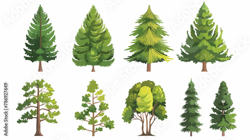 Coniferous vector tree collection  Set of various tr