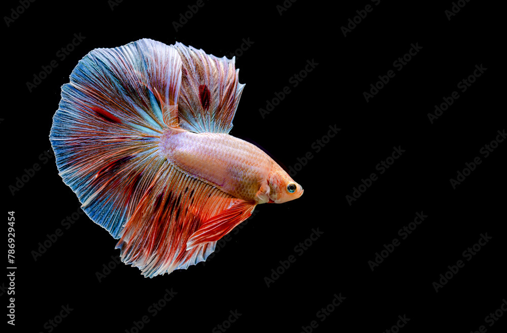 Betta fish Halfmoon, Crowntails, Plakat from Thailand, Siamese fighting fish on isolated Black, Blue or Grey Background Betta fish Halfmoon, Crowntails, Plakat from Thailand, Siamese fighting fish on isolated Black, Blue or Grey Background