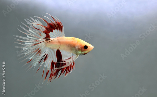 Betta fish Crowntails from Thailand, Siamese fighting fish on isolated Blue or Grey Background photo