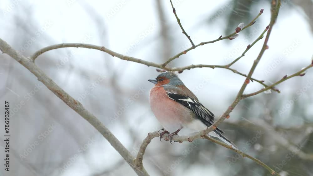 bird common chaffinch on branch forest snow weather Fringilla coelebs natural world norway bird common chaffinch on branch forest snow weather Fringilla coelebs natural world norway