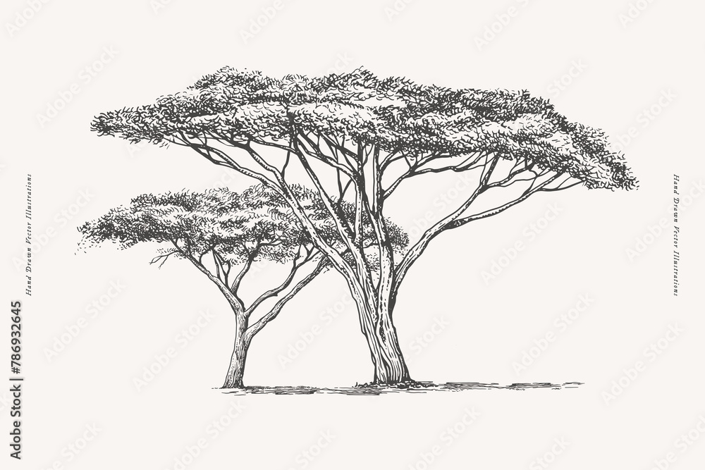 Two graceful wooden acacias in engraving style. Hand-drawn African savannah plant. Vintage botanical illustration on light isolated background. - obrazy, fototapety, plakaty 