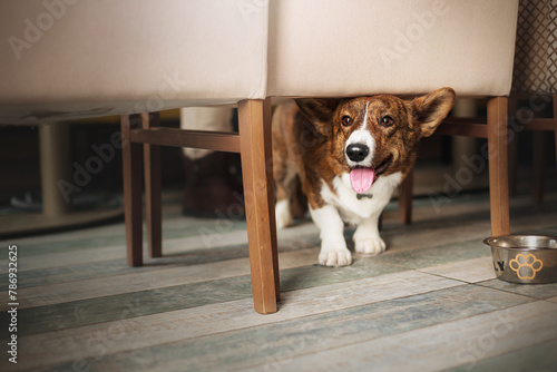 small cute corgi dog in the cafe is looking under the table