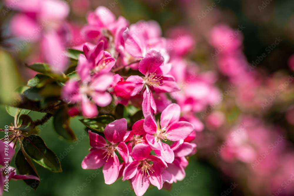 Obraz premium Wiosna