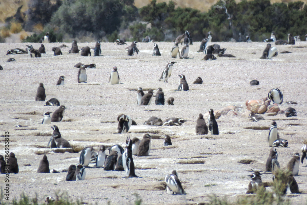 Naklejka premium group of penguins