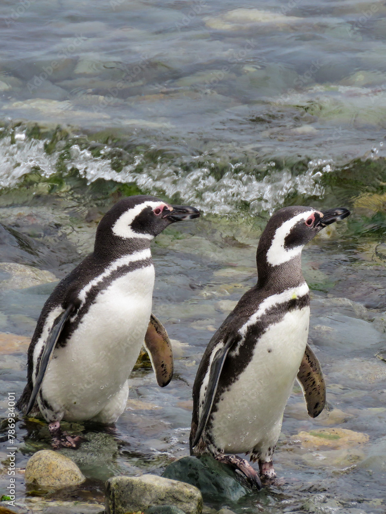 Fototapeta premium penguin on the rocks