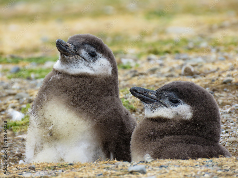 Fototapeta premium penguins on the rocks