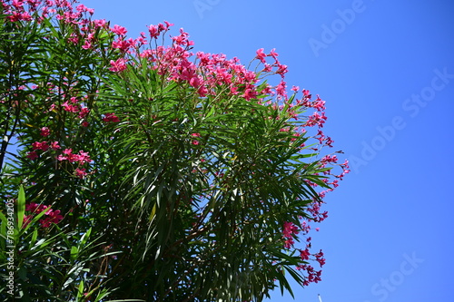 pink small flowers india. clean blue sky. 