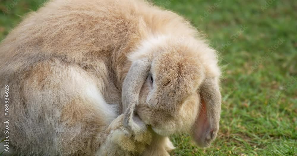 Close up of beautiful fluffy rabbit. Rabbits are one of the most adorable pets. High definition shot at 4K, Slow motion video footage.