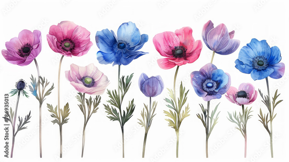 Set in stile acquerello di anemoni rosa e blu su ssfondo bianco scontornabile