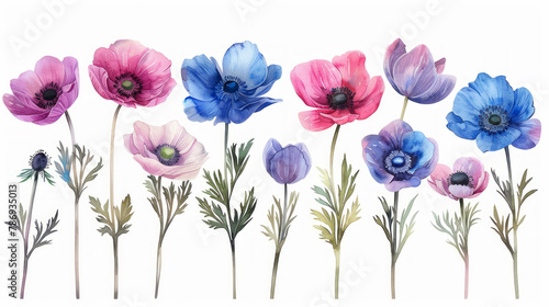 Set in stile acquerello di anemoni rosa e blu su ssfondo bianco scontornabile © garpinina