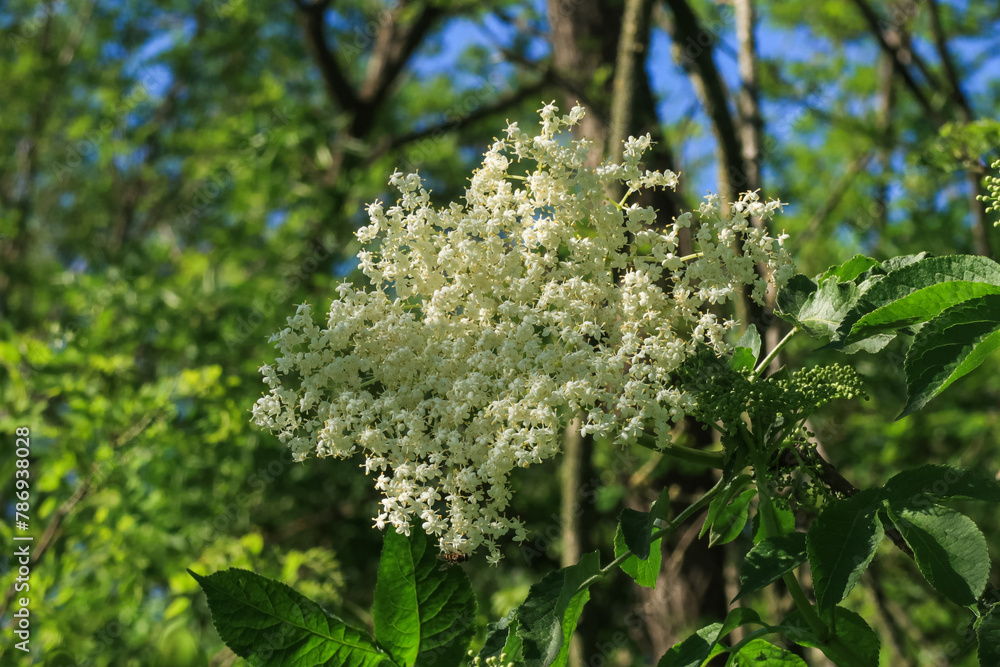 Sambucus nigra Elder plant plants leaves branches Sambucus nigra Elder plant plants leaves branches