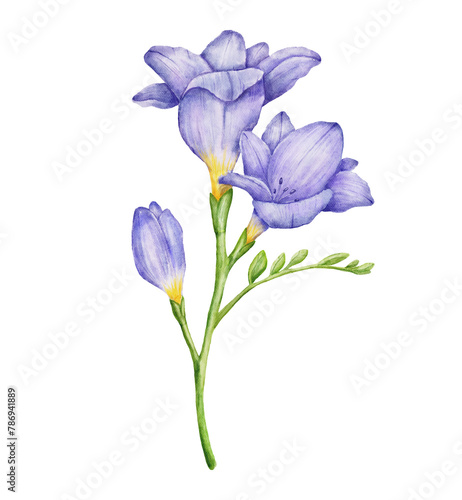 Watercolor freesia violet flower branch with leaves. Hand drawn color drawing isolated