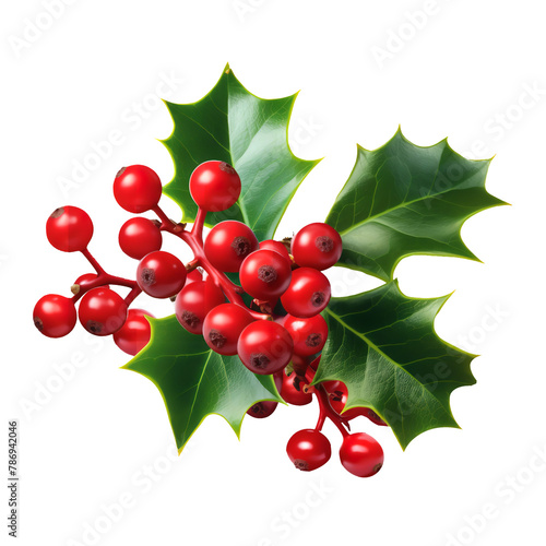 Yummy  Holly and Berries isolated on white background photo