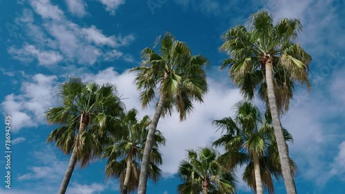 Wallpaper Mural Palm trees swaying in the wind against the blue sky. White blacks float against the background of a bright sky on a sunny day. Spain Torontodigital.ca