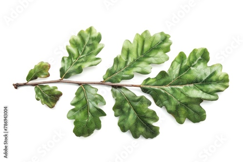 Detailed shot of a single leaf on a tree branch. Suitable for nature backgrounds