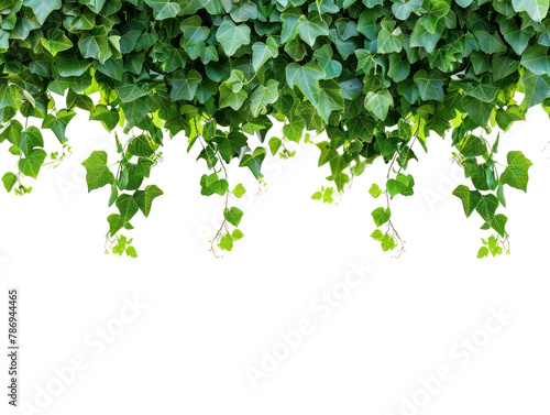simple banner model, leaves hanging in a tight row at the top of the image on transparency background PNG