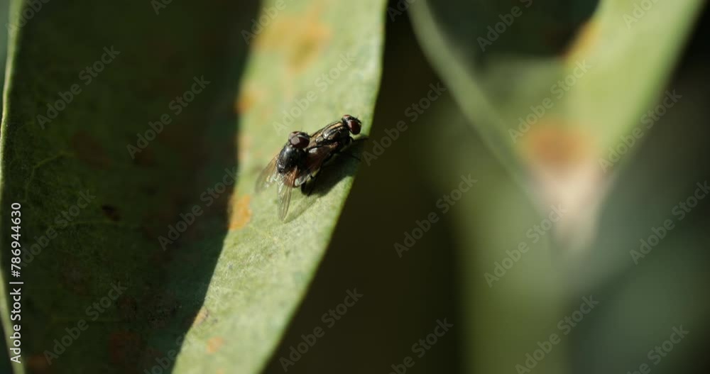 Insect life on a leaf in nature: fly breeding, close-up Insect life on a leaf in nature: fly breeding, close-up