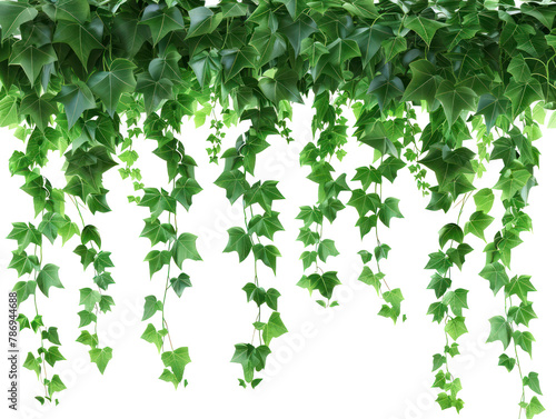 Vine plant jungle climbing isolated on transparency background PNG