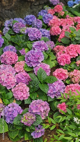 pink flowers in the garden