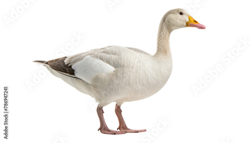 white goose isolated on transparent background cutout