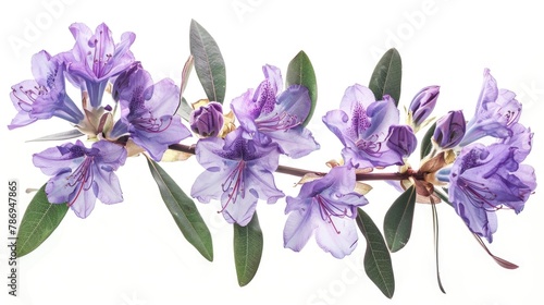 Close up of a purple flower on a branch. Suitable for nature and floral concepts