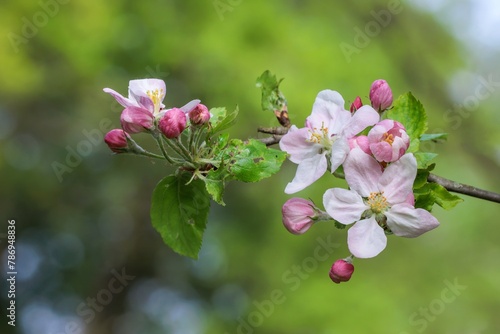 Apfelbaum-Blüten

