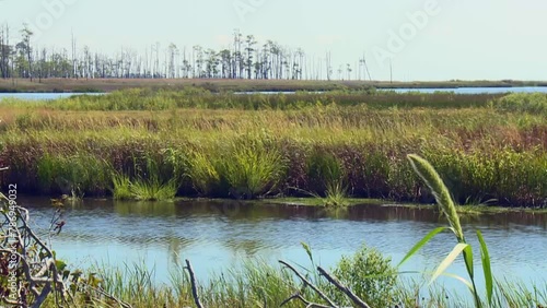 Swamps At The Protected Nature Of Blackwater National Wildlife Refuge, Cambridge, Maryland, USA. Wide Shot photo