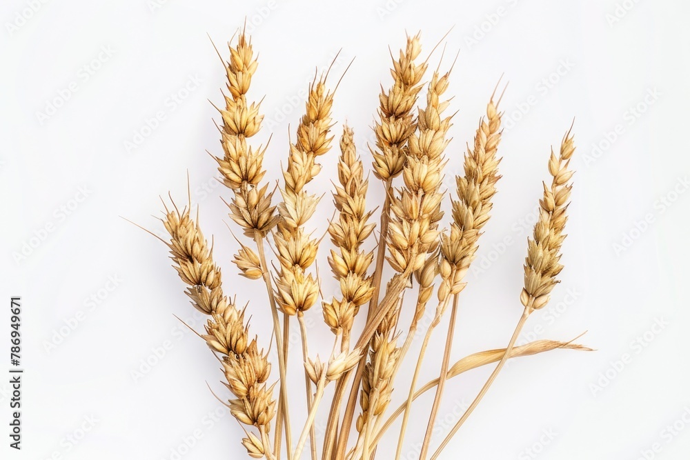 A bunch of ripe wheat on a white surface. Suitable for agricultural themes A bunch of ripe wheat on a white surface. Suitable for agricultural themes