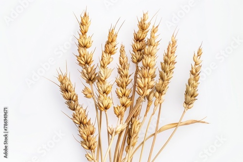 A bunch of ripe wheat on a white surface. Suitable for agricultural themes