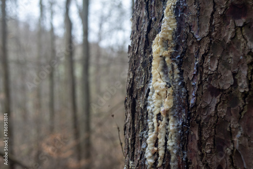 Uszkodzony pień drzewa iglastego z widocznym zaleczeniem przez wypuszczenie żywicy © qrrr
