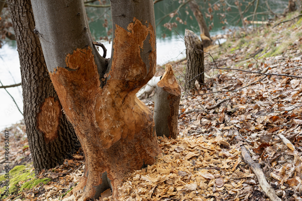 Zaatakowane przez ciągle rosnącą populację Bobra drzewa liściaste na nad brzegiem jeziora - obrazy, fototapety, plakaty 