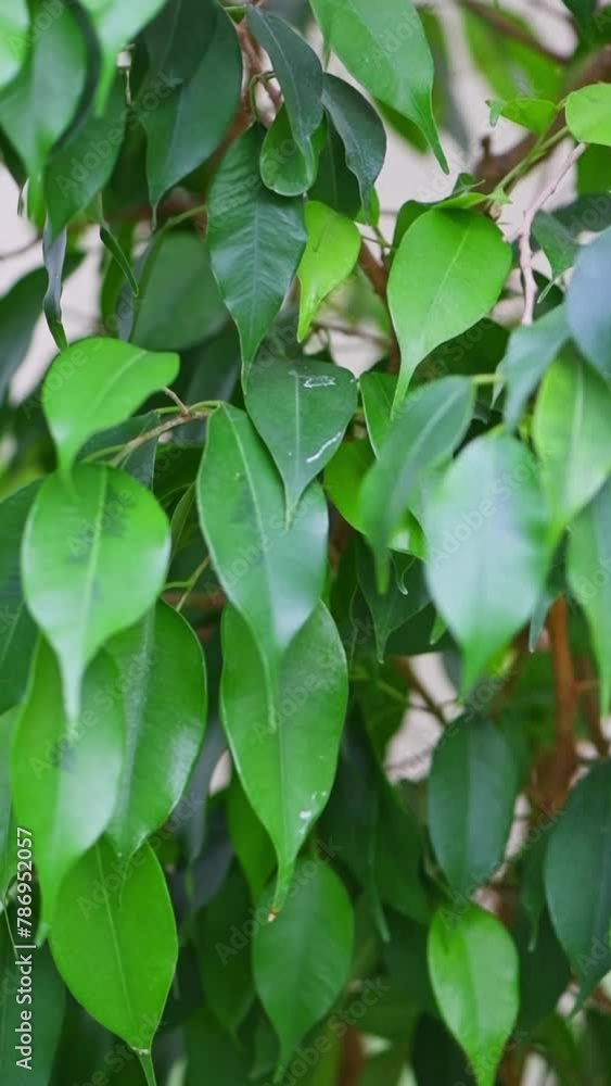 Ficus benjamina houseplants, green leaves, proper care Ficus benjamina houseplants, green leaves, proper care