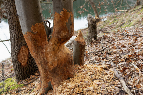 Zaatakowane przez ciągle rosnącą populację Bobra drzewa liściaste na nad brzegiem jeziora