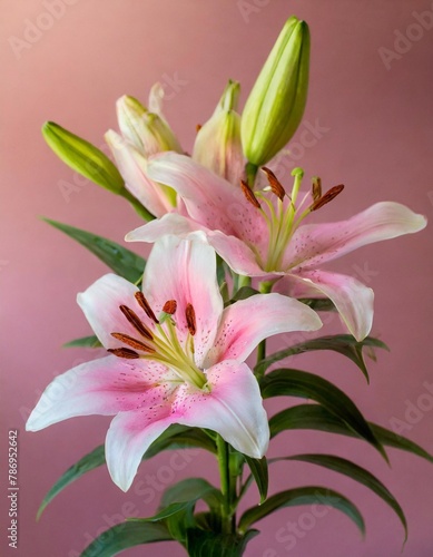 Elegant pink asiatic lilies on a soft background