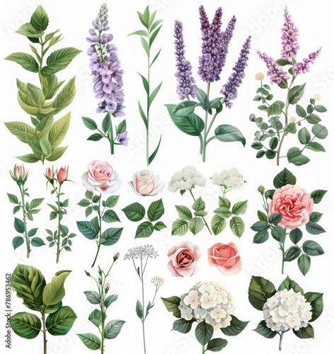 Set di elementi acquerello di fiori di giardino ortensie, mughetto; collezione fiori da giardino; foglie; Disegno floreale di matrimonio su sfondo bianco scontornabile