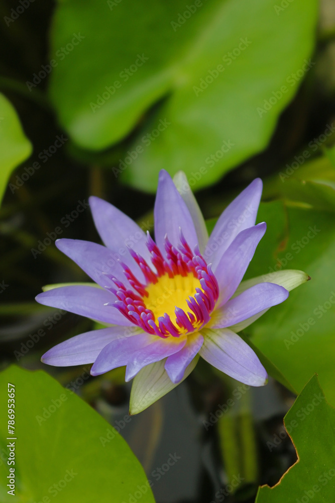 Close up view of Nymphaea nouchali, a water lily of genus Nymphaea, withcommon names blue lotus, star lotus, red water lily, blue water lily, or manel flower Close up view of Nymphaea nouchali, a water lily of genus Nymphaea, withcommon names blue lotus, star lotus, red water lily, blue water lily, or manel flower